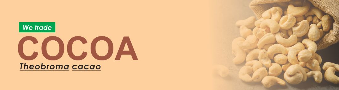 cocoa